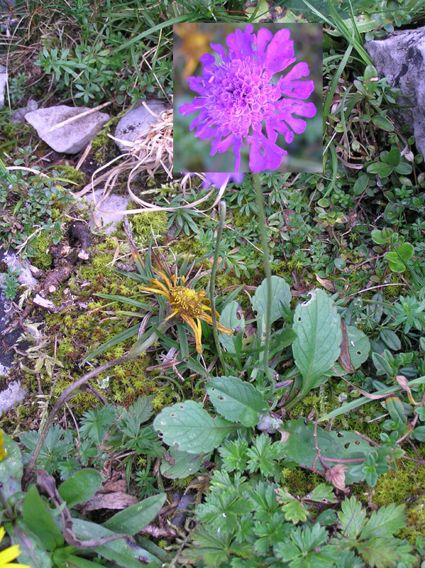 Scabiosa lucida ?